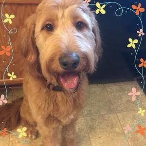 Meet your Posher, Sherrie